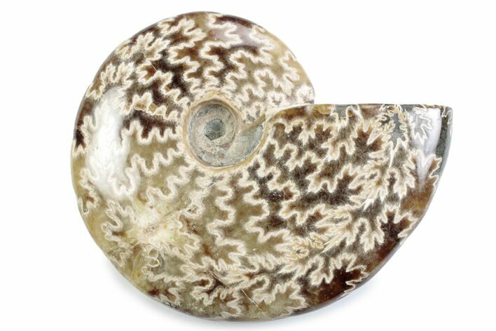 Polished Ammonite (Cleoniceras) Fossil - Madagascar #364973